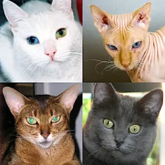 Скачать взломанную Cats Quiz Guess Popular Breeds  [МОД Все открыто] - стабильная версия apk на Андроид