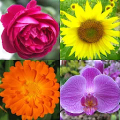 Скачать взломанную Flowers Quiz - Identify Plants  [МОД Бесконечные монеты] - последняя версия apk на Андроид