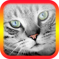 Взлом Translator for Cats Prank  [МОД Много монет] - последняя версия apk на Андроид